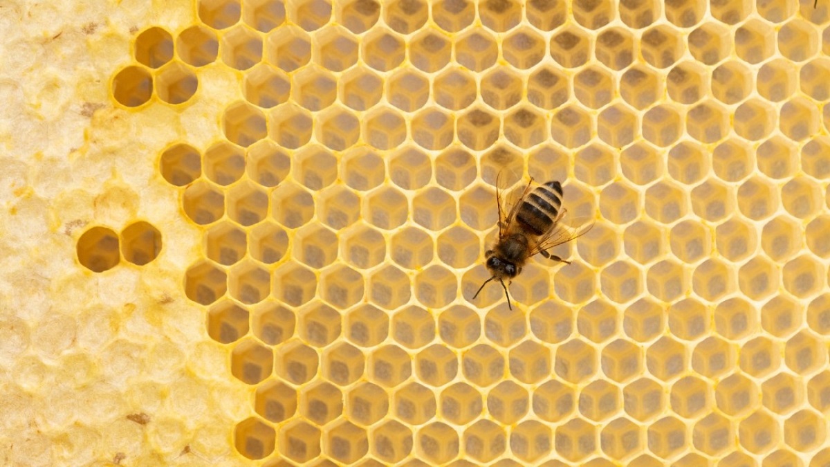 چرا کندوی زنبورعسل شش ضلعی است؟
